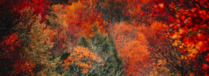 Couleurs d'automne
